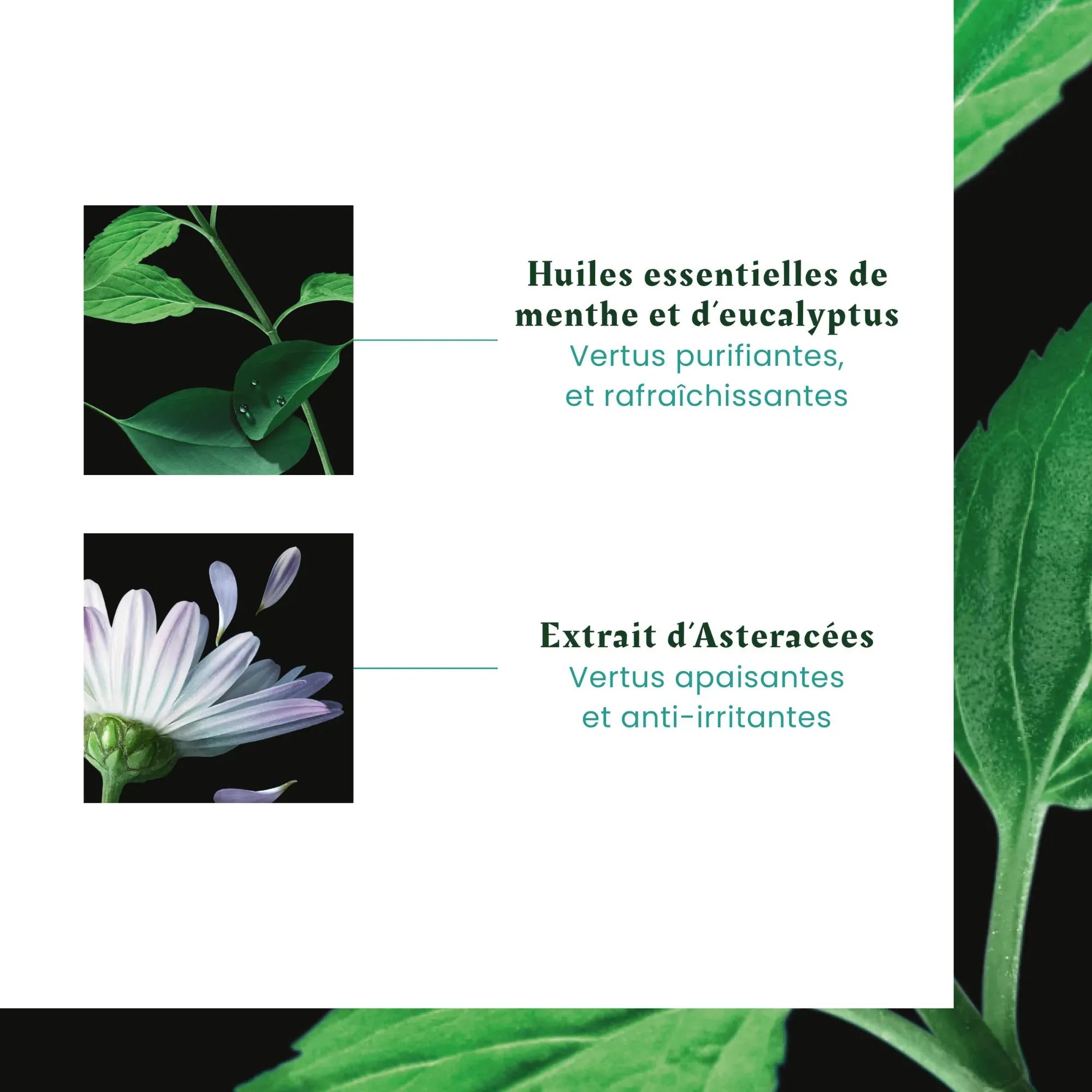 Astera Fresh - René Furterer - Soins du cuir chevelu
