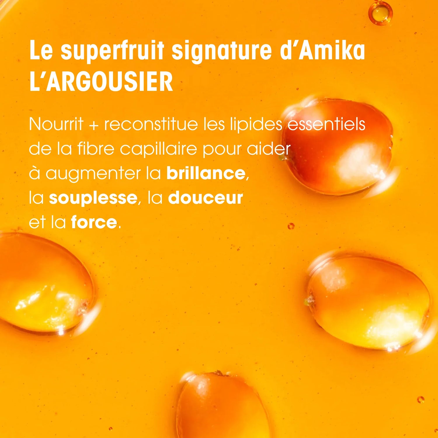 Argousier - Ingrédient signature Amika